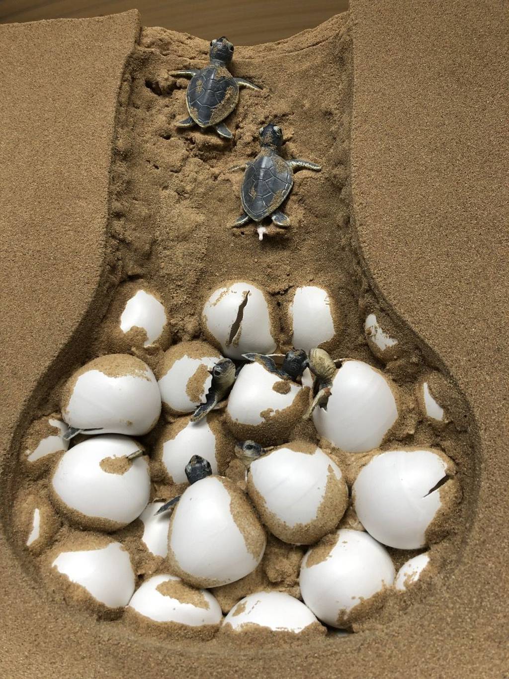 3D printed Sea Turtles Nest - London Zoo 4