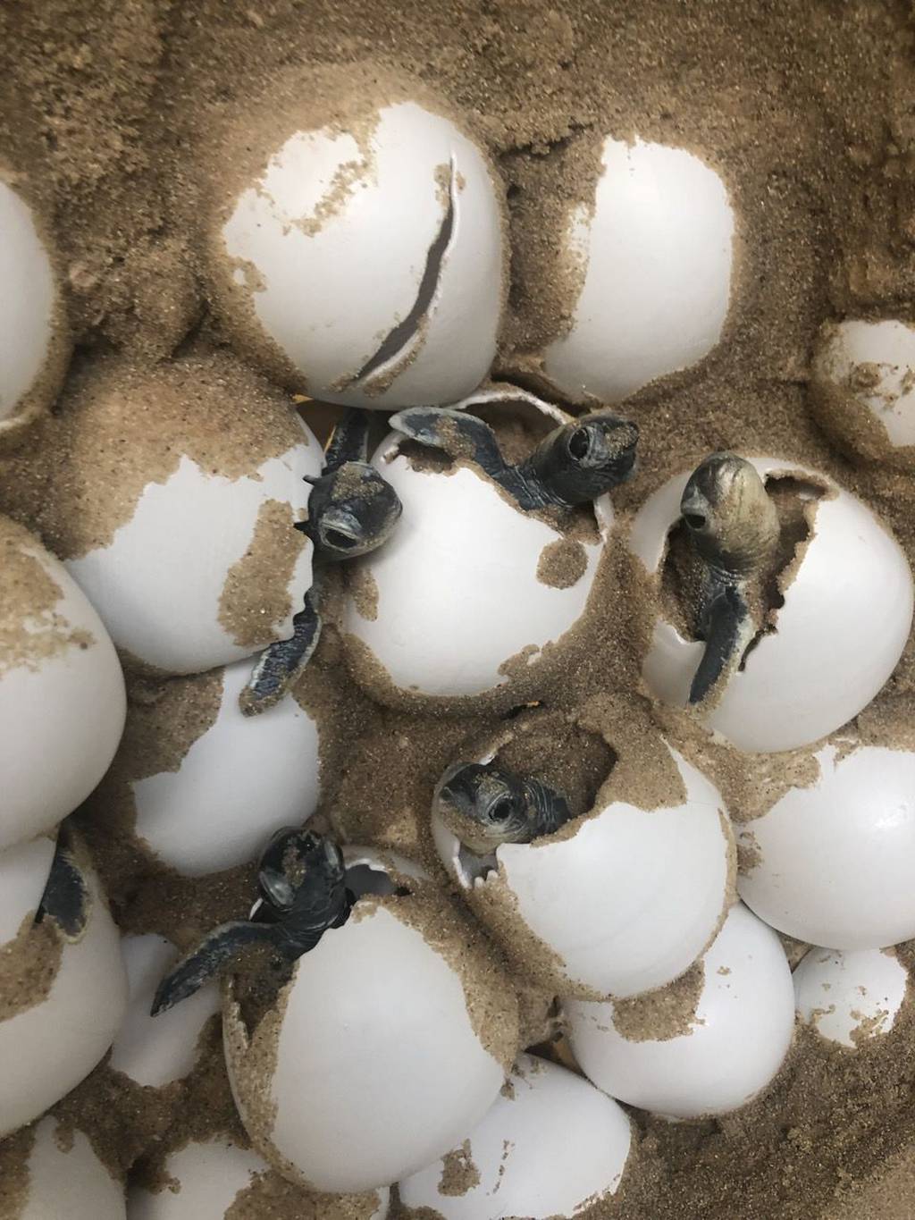 3D printed Sea Turtles Nest - London Zoo 5