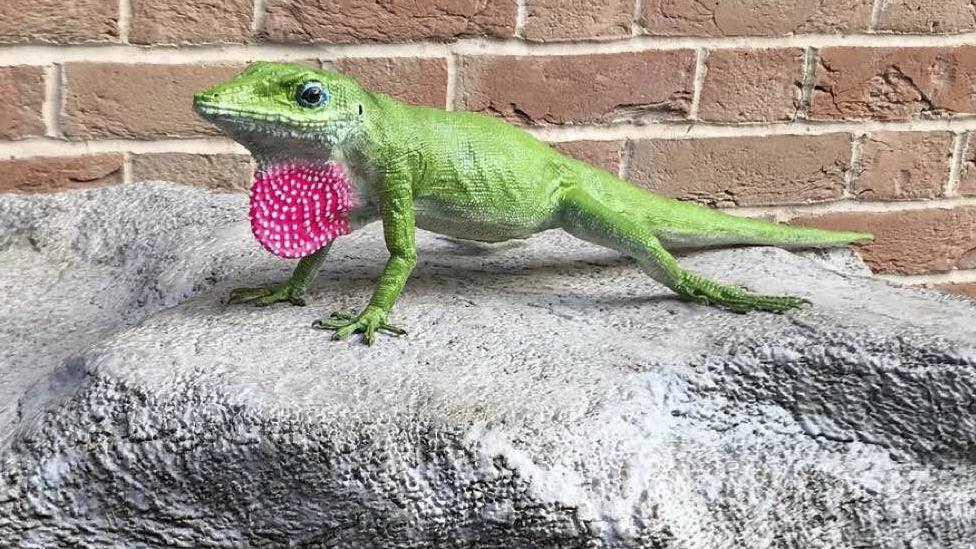 Green Anole Lizard - London Zoo