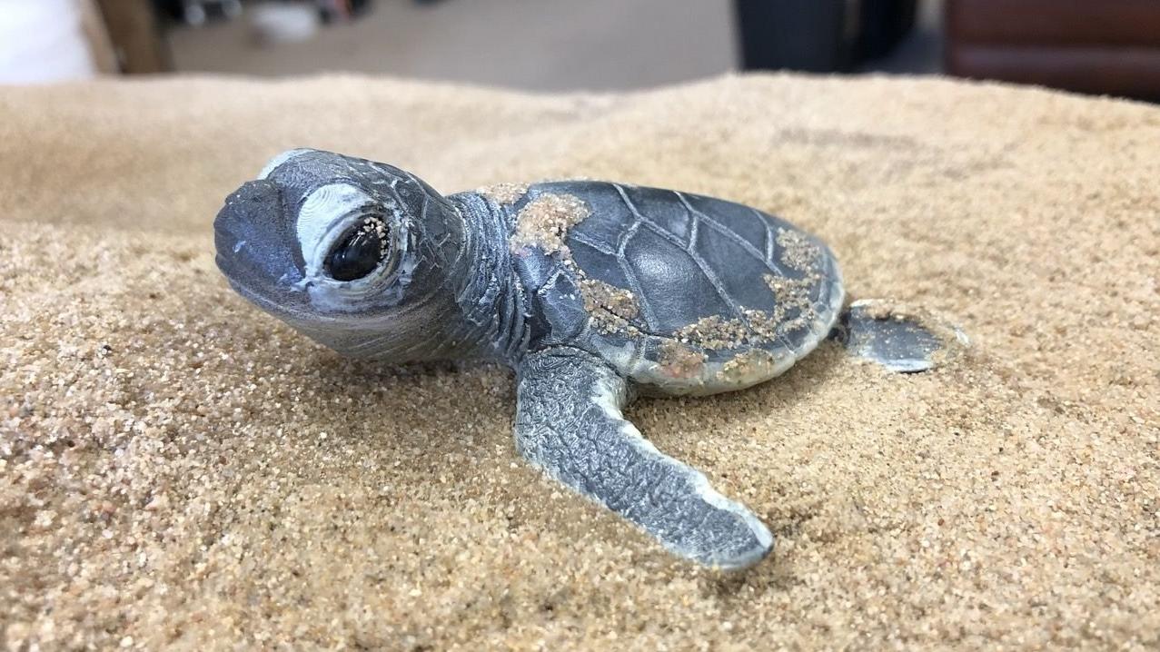 Sea Turtles Nest - London Zoo